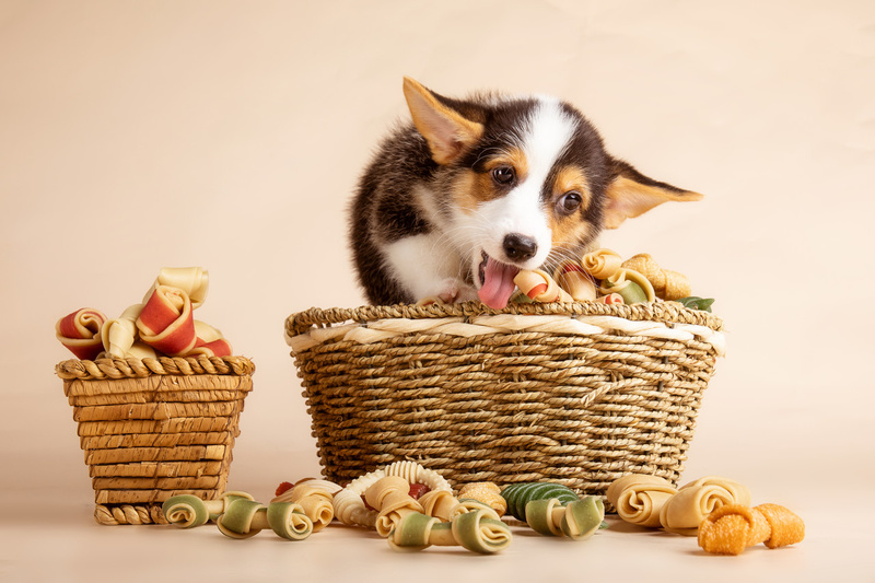 Pet economy erupts comprehensively: Pet products sell well in summer, with promising market prospects