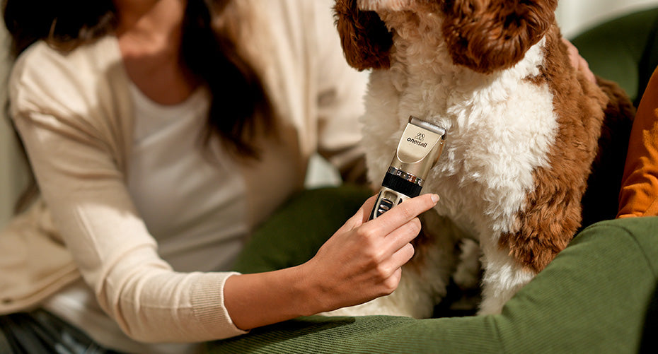 Overseas brand earns 5.78 million US dollars per month from pet hair clippers! The pet racing track is still making efforts