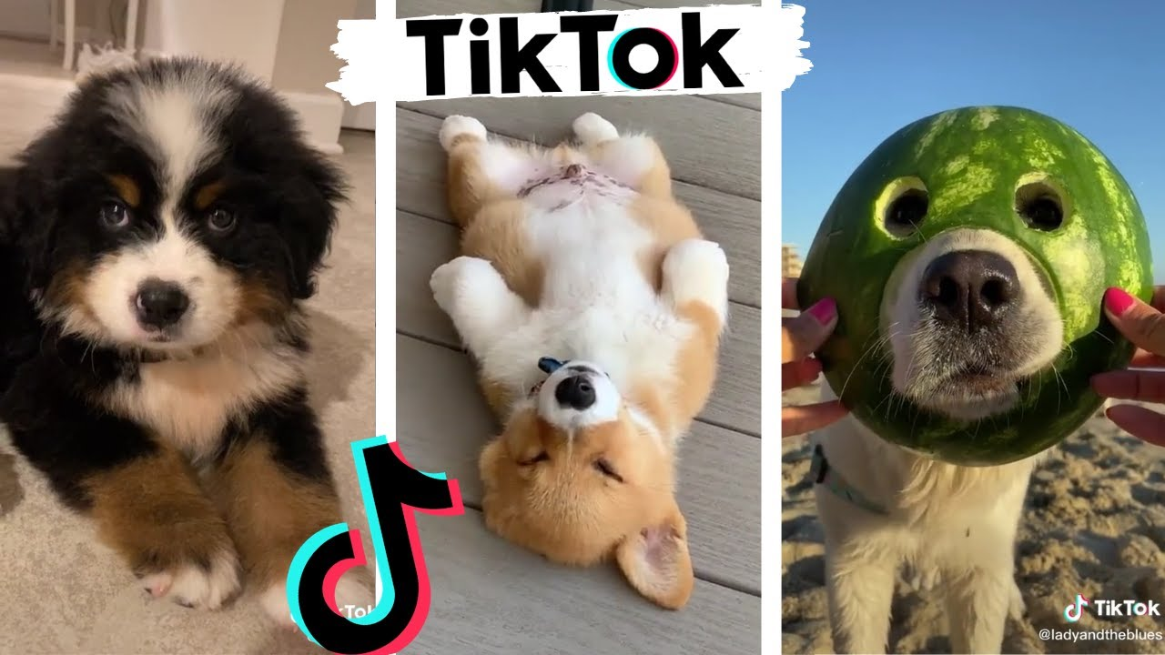 How can pet brands create their image on TikTok?  Teach you how to master influencer marketing!